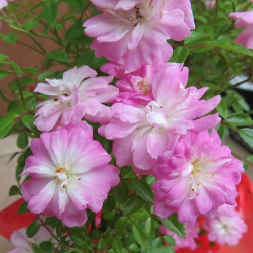 ミニバラ真珠貝 リング状仕立て 5号鉢植え 全国送料無料 他品同梱可