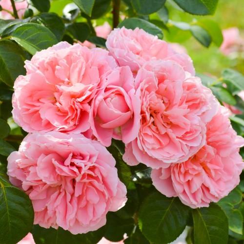 大苗 バラ大苗 桜衣 国産苗 大苗 6号鉢植え 京成バラ園芸作出 取り扱い数量限定19年度新品種 N Rose Sk イングの森 花 苗 育て方 通販 Yahoo ショッピング