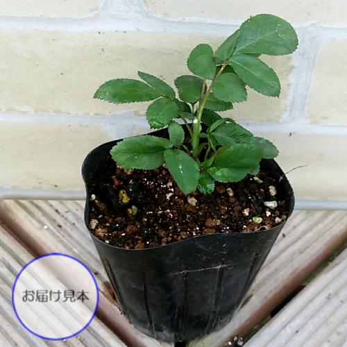 ミニバラ 花 苗 ゼプティ 薔薇 3号 直径9cm ポット 四季咲き ミニバラ 花 苗 ゼプティ 薔薇 3号 直径9cm ポット 四季咲き