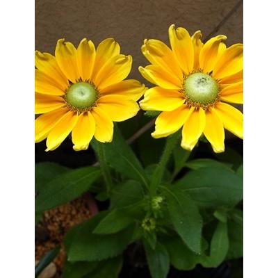 ルドベキア プレーリーサン １株 宿根草 N Rudobeckia Praylysun イングの森 花 苗 育て方 通販 Yahoo ショッピング