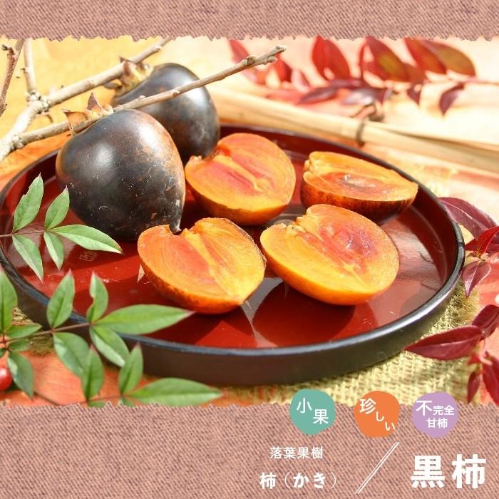 果樹 苗木 かき 柿 黒実柿 1年生以上苗 接ぎ木 4 5号 直径13 5cm ポット 落葉樹 N S Kurogaki3y イングの森 花 苗 育て方 通販 Yahoo ショッピング