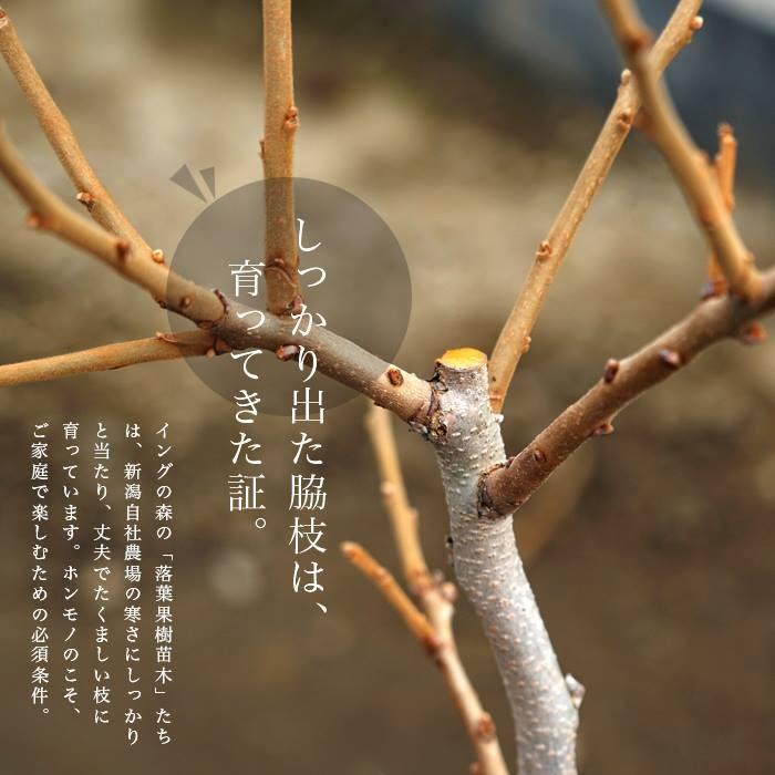 果樹 苗木 かき 柿 黒実柿 1年生以上苗 接ぎ木 4 5号 直径13 5cm ポット 落葉樹 N S Kurogaki3y イングの森 花 苗 育て方 通販 Yahoo ショッピング