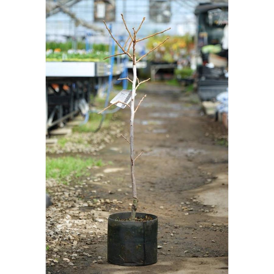 果樹 苗木 かき 柿 黒実柿 1年生以上苗 接ぎ木 4 5号 直径13 5cm ポット 落葉樹 N S Kurogaki3y イングの森 花 苗 育て方 通販 Yahoo ショッピング