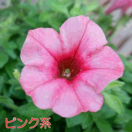 サントリーのサフィニア ペチュニア 6号鉢 吊り鉢なので吊り具も別途付いています 1鉢 宿根草 寄せ植え 季節の花 長期間開花 イングリッシュガーデンに N Safi6 イングの森 花 苗 育て方 通販 Yahoo ショッピング