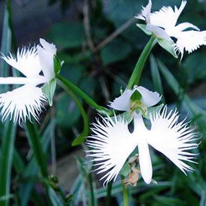 サギソウ 花 苗 夏 多年草 球根性 山野草 人気の鷺草 5種類からチョイス 10 5cmミニ鉢植え 飛翔 銀河 朧月 金河 青葉 N Sagi 5types イングの森 花 苗 育て方 通販 Yahoo ショッピング