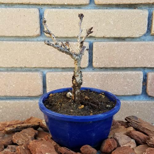 一才桜 桜盆栽 盆栽桜 5号プラ鉢 N Sakura Pot イングの森 花 苗 育て方 通販 Yahoo ショッピング