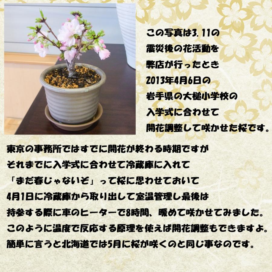 盆栽 さくら 一才桜 サクラ 桜の木 鉢植え 専用受け皿 白砂利敷