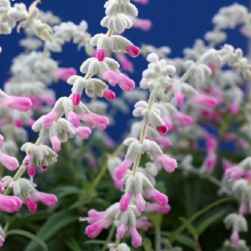 宿根サルビア レウカンサ フェアリーピンク 産地オリジナル