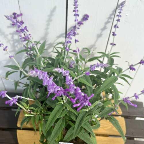 宿根草 サルビア レウカンサ ( アメジストセージ ) 3.5号（直径10.5cm