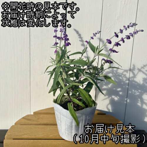 宿根草 サルビア レウカンサ ( アメジストセージ ) 3.5号（直径10.5cm