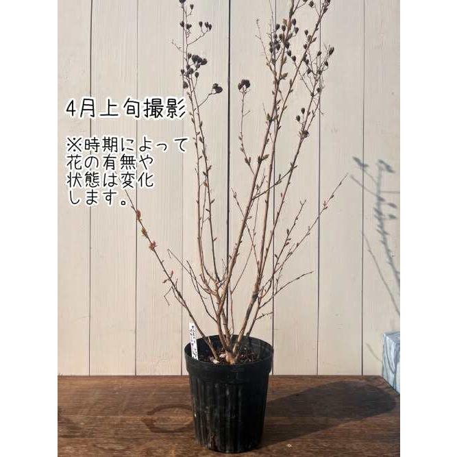 サルスベリ （百日紅） ペチートサンシャイン プラム 6号（直径18cm