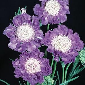 スカビオサ コーカシカファーマ ディープブルー 1株 宿根草 切り花 寄せ植え イングリッシュガーデンに N Scabiosa Caucadb イングの森 花 苗 育て方 通販 Yahoo ショッピング
