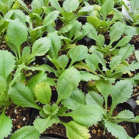 スカビオサ ファーマホワイト 1株 宿根草 切り花 寄せ植え