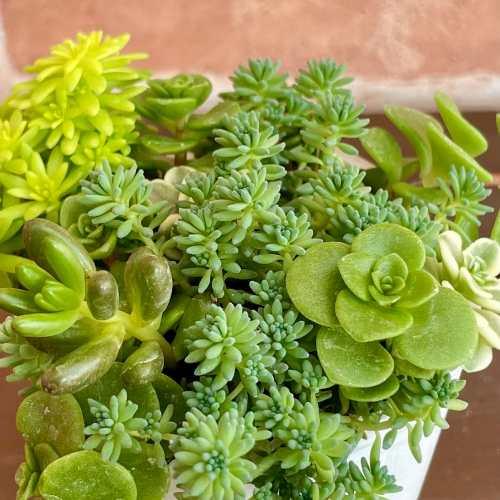 セダムMIX植え 2.5号(直径7.5cm) ポット苗 1個 ベンケイソウ 寄せ植え