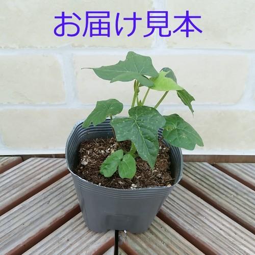 西洋朝顔 アサガオ イポメア 花 苗 あさがお スノーフレーク 5株セット 10 5cmポット 福花園 グリーンカーテン N Seiasa イングの森 花 苗 育て方 通販 Yahoo ショッピング