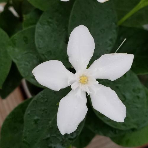 セイロンライティア 花 苗木 夏 9cmポット １株 常緑低木 ガーデニング 鉢植え N Seironpot イングの森 母の日 プレゼント ギフト 花 通販 Yahoo ショッピング