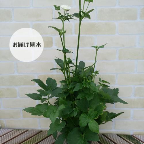 秋明菊 シュウメイギク 白八重 5号鉢 N Shumeigiku Sy イングの森 花 苗 球根 育て方 通販 Yahoo ショッピング