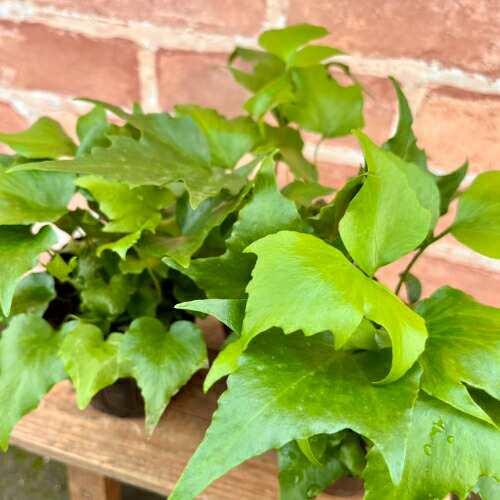 オニヤブソテツ（鬼藪蘇鉄） シルトミウム ファルカタム / オニシダ