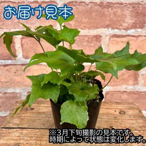 オニヤブソテツ オニヤブソテツ 20ポットセット 常緑 多年草 観葉植物