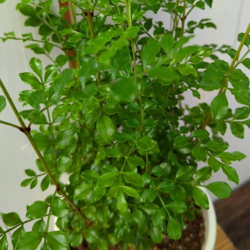 シマトネリコ 6号鉢 (直径18cm) 半常緑高木 観葉植物 シンボルツリー