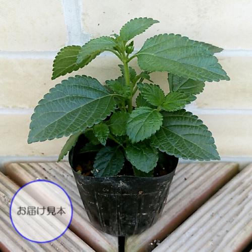 PWのスーパーランタナ トロピカルサンセット 3号 (直径9cm) ポット苗 1