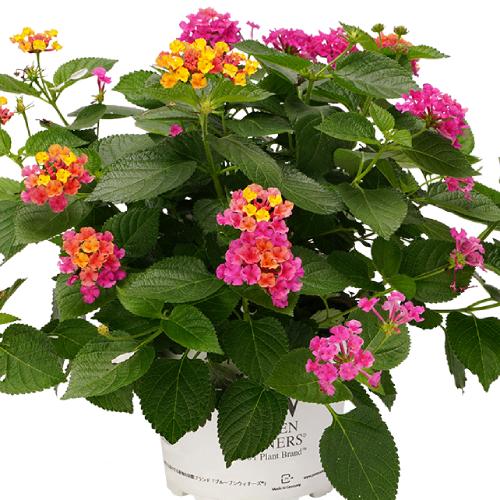 PWのスーパーランタナ トロピカルサンセット 3号 (直径9cm) ポット苗 1