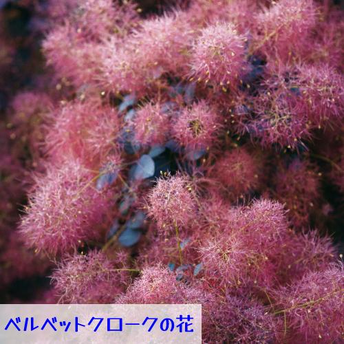 大株　スモークツリー　ベルベットクローク　雌株　煙の木　挿し木　苗木　花木　42 大株 スモークツリー ベルベットクローク 雌株 煙の木 挿し木 苗木 花木 42