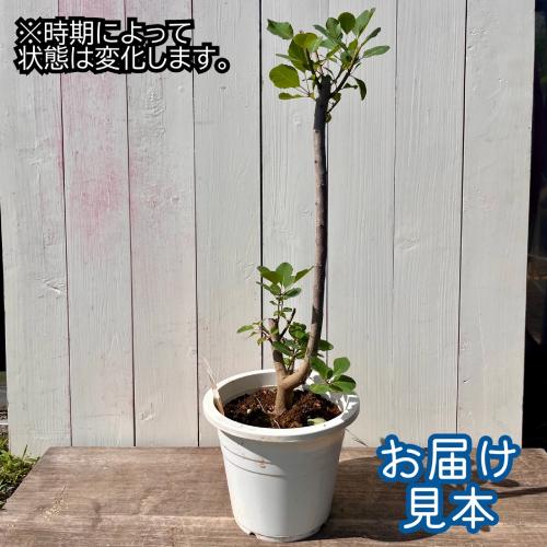 スモークツリー　フレーム　7号鉢　庭木 鉢植え ドライフラワー 落葉樹 モクモク不思議な煙の木 スモークツリー フレーム 7号鉢 3年物メス株