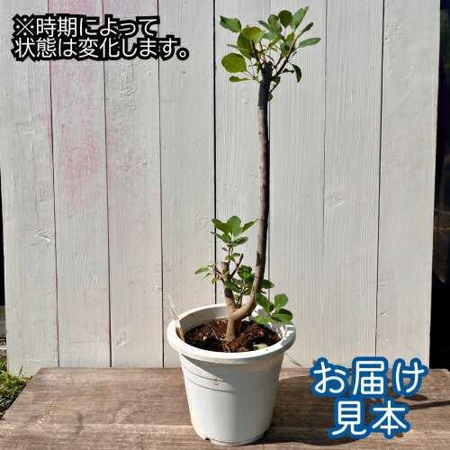 スモークツリー ピンクパール 7号鉢（直径21cm） 3年物 メス株選抜