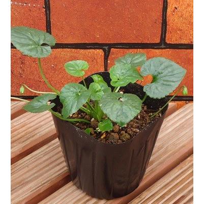 すみれ 花 苗 ニオイスミレ 宿根草 あま い香りの 八重咲き 白 １株 香り フレグランス N Sumire W Wh イングの森 花 苗 育て方 通販 Yahoo ショッピング