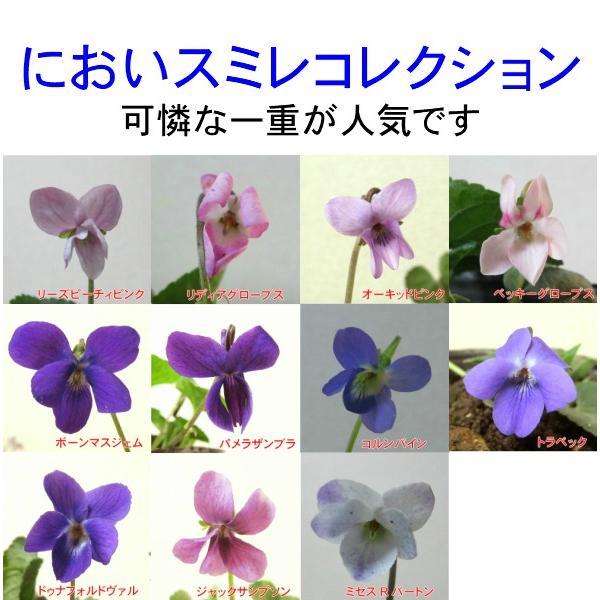 ニオイスミレ 花 苗 (においすみれ) 一重咲き コレクション 1株 香り