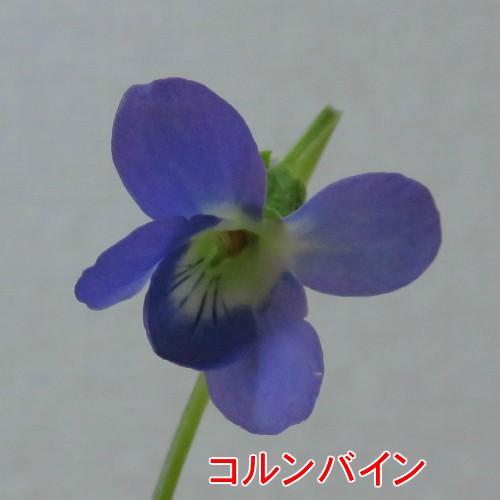 ニオイスミレ 花 苗 (においすみれ) 一重咲き コレクション 1株 ニオイスミレ 花 苗 (においすみれ) 一重咲き コレクション 1株