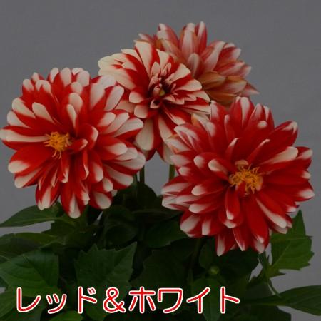 おひさまダリア 花 苗 ミディシリーズ 7色から選んでください 宿根草  
