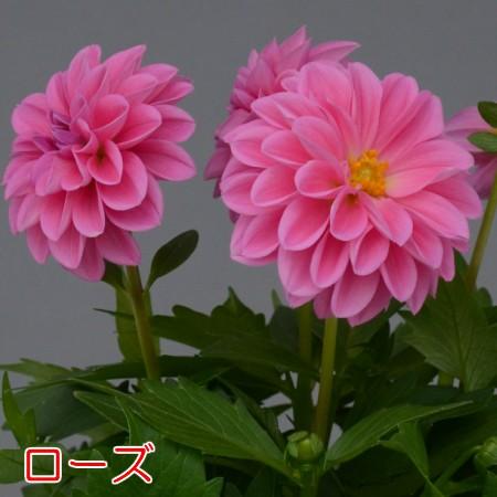 おひさまダリア 花 苗 ミディシリーズ 7色から選んでください 宿根草  