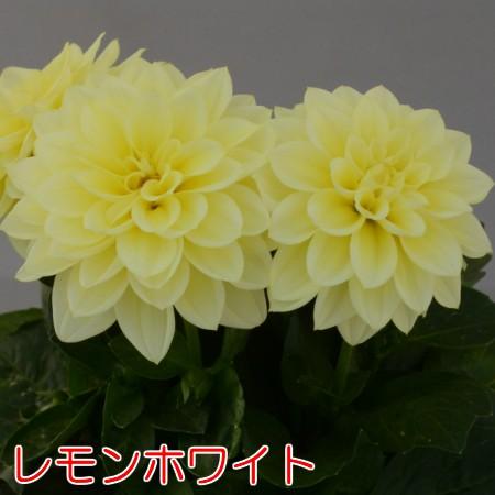 おひさまダリア 花 苗 ミニシリーズ 宿根草 切り花 寄せ植え イングリッシュガーデンに N Sundahlia S イングの森 花 苗 育て方 通販 Yahoo ショッピング
