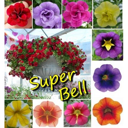 宿根草 カリブラコア Pw スーパーベル シリーズ １株 N Superbell イングの森 花 苗 球根 育て方 通販 Yahoo ショッピング