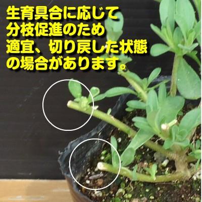 宿根草 カリブラコア Pw スーパーベル シリーズ １株 N Superbell イングの森 花 苗 育て方 通販 Yahoo ショッピング