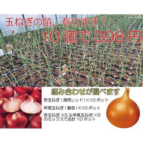 プランターで簡単に作れる健康野菜 玉ねぎの苗 赤玉ねぎ それとも甲高玉ねぎ 選べる10ポットセット N Tamanegi Redss イングの森 花 苗 育て方 通販 Yahoo ショッピング