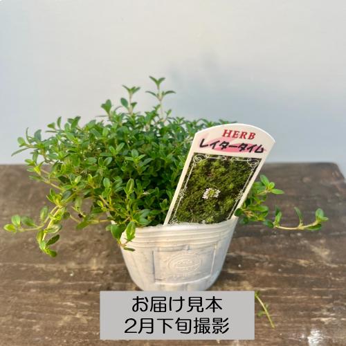 宿根草 ハーブ タイム 9種類から選べる!! 3号 (直径9cm) ポット苗 1個