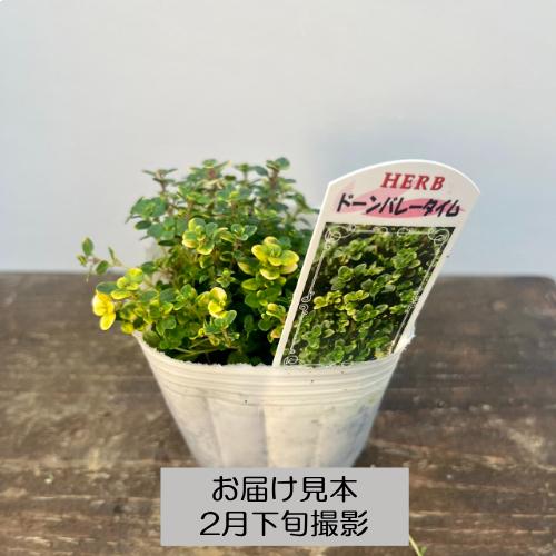 宿根草 ハーブ タイム 9種類から選べる!! 3号 (直径9cm) ポット苗 1個