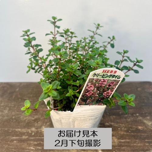 宿根草 ハーブ タイム 9種類から選べる!! 3号 (直径9cm) ポット苗 1個