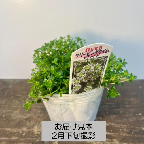 宿根草 ハーブ タイム 9種類から選べる!! 3号 (直径9cm) ポット苗 1個