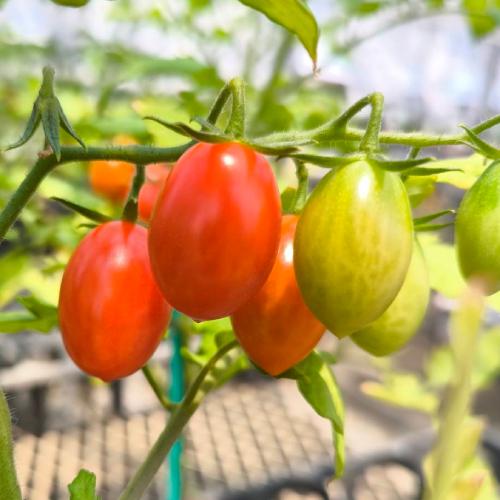ミニトマトの苗 野菜苗 ソラリーノ (Solarino RZ) 3号 (直径9cm
