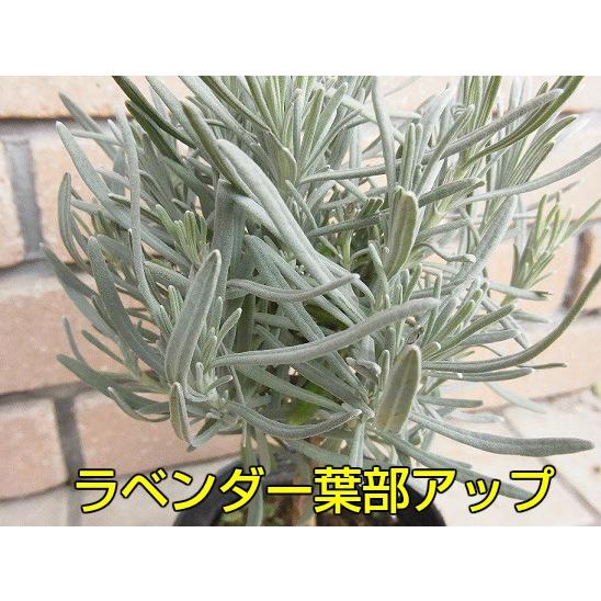 なんちゃってハーブトピアリー 使い方はあなた次第 ラベンダー ローズマリー 時間を掛けて剪定 分枝させて作りました 2個または2種セットが選べてお買い得 N Top2p イングの森 花 苗 育て方 通販 Yahoo ショッピング