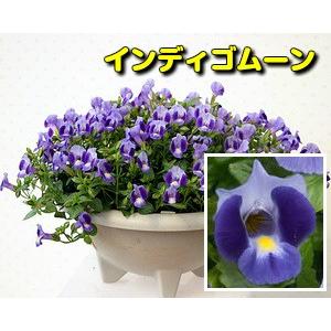 成長力が違います 栄養系トレニア ムーンシリーズ 5色から選べます 1株 N Torenia イングの森 花 苗 育て方 通販 Yahoo ショッピング