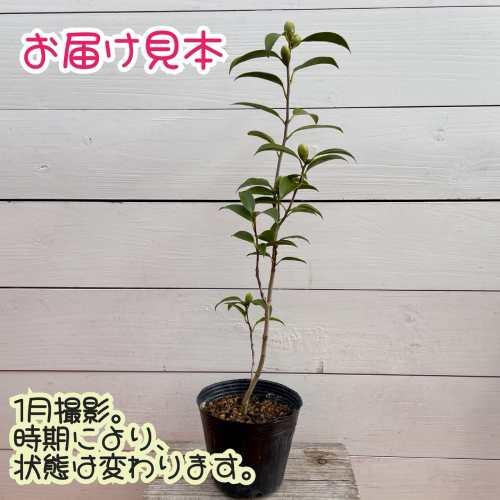 椿（ツバキ）牡丹咲き いろり火（いろりび） 4号 (直径12cm) ポット苗
