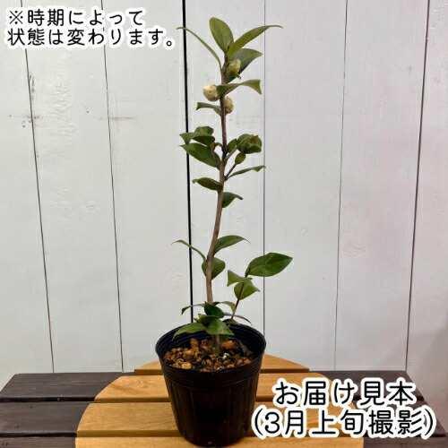 椿（ツバキ）八重咲き 白乙女 4号 (直径12cm) ポット苗 黒椿 家庭樹
