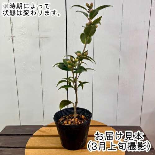 椿（ツバキ）八重咲き 白乙女 4号 (直径12cm) ポット苗 黒椿 家庭樹