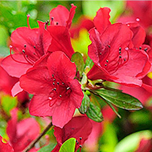 ツツジ つつじ 唐船つつじ 3号 直径9cm ロングポット苗 １個 お買い得 N Tsutsuji Kar イングの森 花 苗 球根 育て方 通販 Yahoo ショッピング