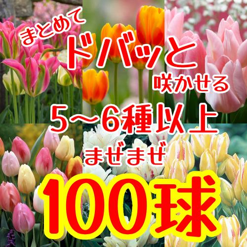 チューリップ三昧 球根 100球セット いろんな高性種のチューリップ5 6種以上を混ぜ混ぜ合計100球で 他品同梱可 花 春咲き N Tulip 100mix イングの森 母の日 プレゼント ギフト 花 通販 Yahoo ショッピング